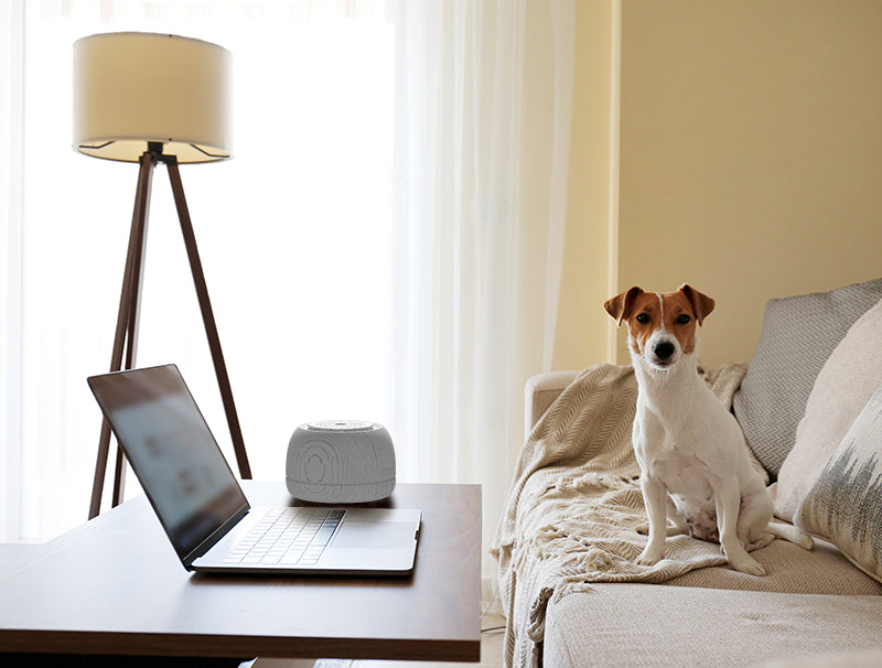 Are Essential Oil Diffusers Safe for Pets? – Asakuki