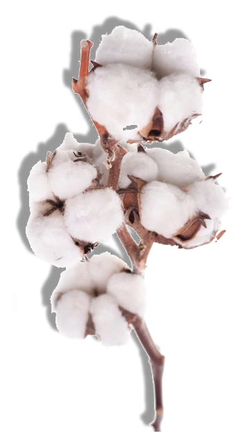 cotton_PNG15_d0482a94-50fb-4b76-8f61-f264d7be1803.webp